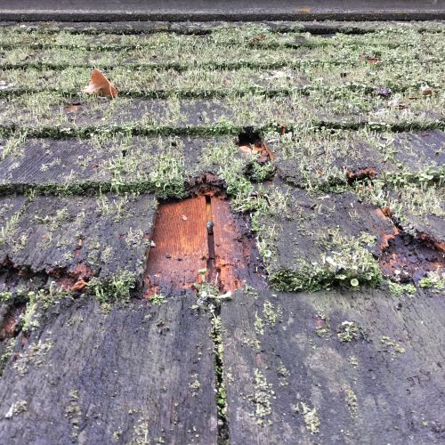 Ontmos minstens 1x per jaar het dak van uw tuinhuis